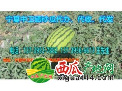 2021年宁夏石头瓜上市时间%宁夏西瓜代办代收联系硒砂瓜产地