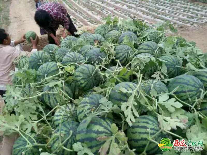 花皮无籽西瓜图一