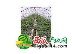 2017云南昆明大量麒麟瓜批发产地价格代办