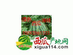山东京新西瓜产地报价15092861333