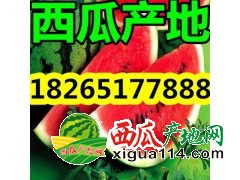 15288806558山东西瓜产地批发