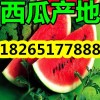 山东西瓜产地15288806558今天西瓜最新报价