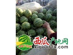 西瓜批发 西瓜产地 西瓜价格 山东薄皮西瓜产地现在直销价格