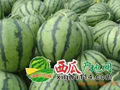 大荔西瓜上市价格/5月西瓜大荔上市价格