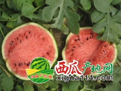 西瓜价格今日收到西瓜批发价格