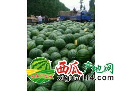 山东西瓜批发量大从优（山东大棚西瓜扯淡代办批发）