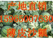 山东西瓜价格最新市场行情分析