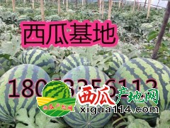 哪里西瓜价格便宜京欣西瓜产地价格