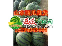 万亩京欣西瓜大量上市15194043444