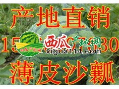 山东西瓜大量上市今日最新批发价格行情