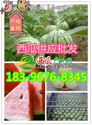 大棚西瓜1_副本