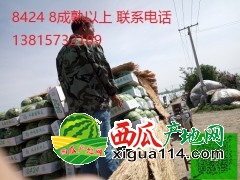 4000亩江苏宿迁西瓜代办产地8424西瓜上市