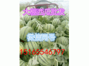 山东西瓜批发价格15165546797