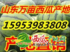 【现货供应薄皮西瓜】