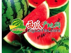 山东卖山东西瓜产地价格批发