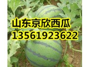 山东万亩西瓜卖0.8元/斤