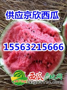 155西瓜