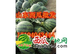 山东西瓜大量上市批发15194043444