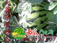2017陕西万亩西瓜基地产地京欣西瓜上市价格行情