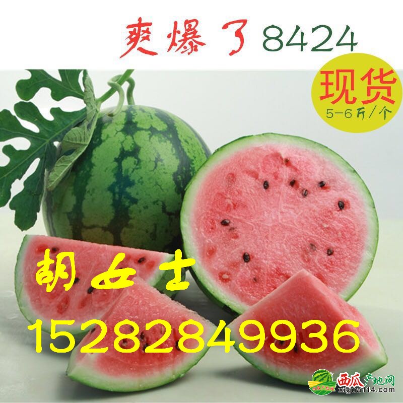 8424西瓜西瓜图一