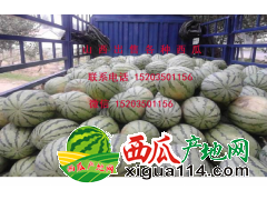 山西西瓜行情走势分析
