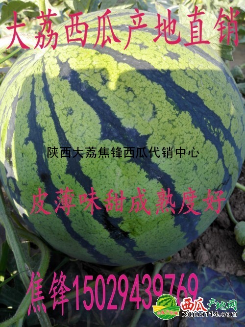 本信息京欣西瓜相关图一 京欣西瓜图一