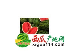 供应辽宁凌海西瓜，甜王，京欣上市中