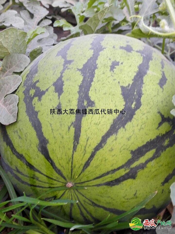本信息京欣西瓜相关图二 京欣西瓜图二