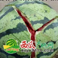 本信息京欣西瓜相关图三 京欣西瓜图三