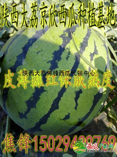 本信息京欣西瓜相关图一 京欣西瓜图一