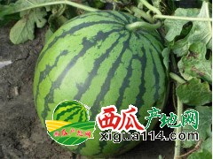 陕西大荔黑无籽西瓜价格花无籽西瓜销售价格