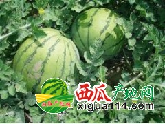 山东西瓜产地万亩西瓜上市销售