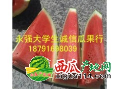 陕西省大荔县西瓜3毛每斤8斤打底