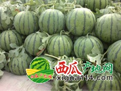 陕西京欣西瓜基地大荔县西瓜2毛每斤