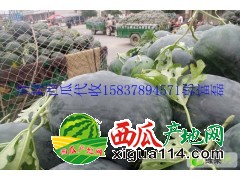 河南开封西瓜大量上市才2毛一斤