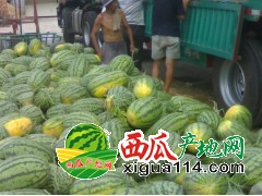 山东菏泽东明大量供应西瓜7月上市 / 诚信代办！！