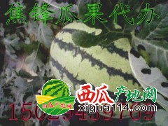 陕西大荔万亩京欣西瓜基地产地直销价格行情