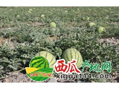 山西曹张西瓜大甩卖0.15-0.18元