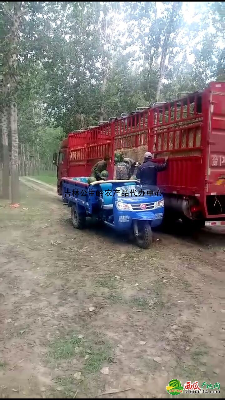 地雷瓜西瓜图三