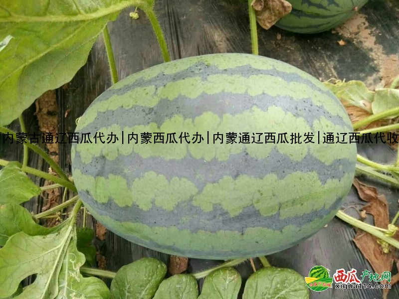 本信息地雷瓜西瓜相关图二 地雷瓜西瓜图二