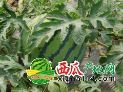 黑龙江省绥化西瓜批发价格产地红旗乡西瓜种植基地