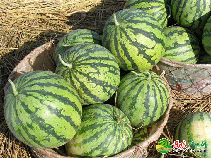 本信息地雷瓜西瓜相关图一 地雷瓜西瓜图一