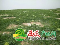 宁夏中卫西瓜上市时间产地价格行情-150-0965-4888