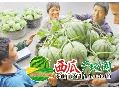 温岭市西瓜代办（8424麒麟牌西瓜）诚信合作