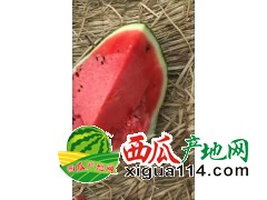 2018年辽宁新民西瓜代收价格|新民西瓜批发价格