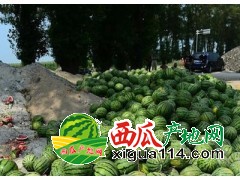 吉林洮南西瓜代办产地纯沙质土壤，口感甘甜