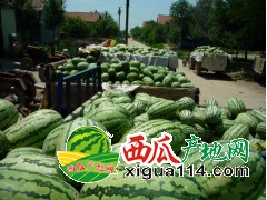 2018年辽宁省新民大棚西瓜代办产地西瓜上市价格