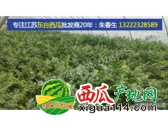 2018/江苏西瓜价格批发-东台8424西瓜价格