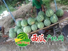 江苏睢宁8424西瓜代办每年四月中旬成熟