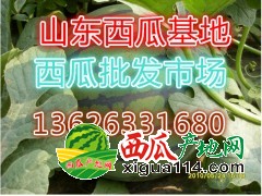 山东大棚京欣西瓜近日价格行情